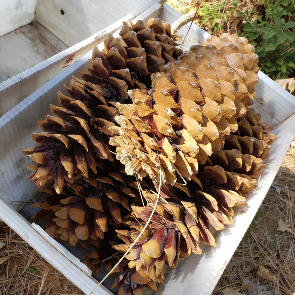 Giant Pine Cones Organic (not treated) - Picture 5 of 9